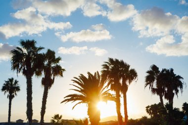 palmiye ağacı siluetleri mavi gökyüzü ve gün batımı arka plan karşı