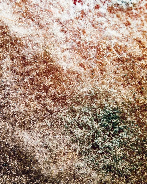 Textura natural del molde, fondo abstracto —  Fotos de Stock