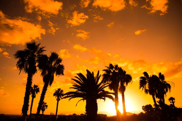 Siluetas de palmeras contra el fondo del atardecer — Foto de Stock