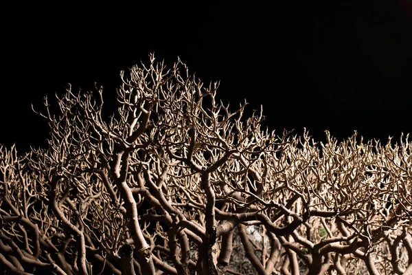 在黑色上分离的盆景树枝 — 图库照片