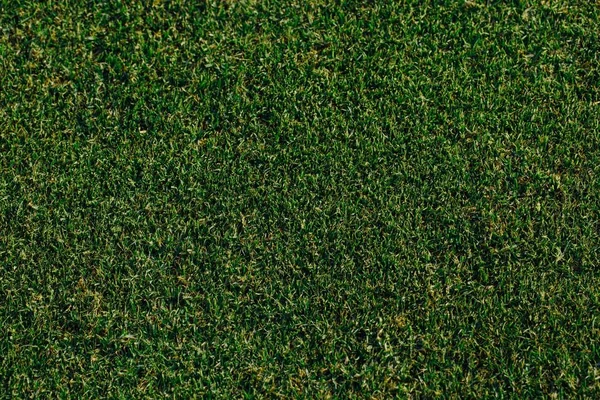 Зеленая трава, вид сверху — стоковое фото