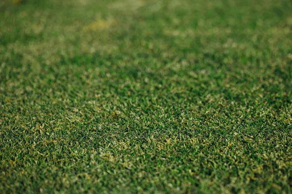 Yeşil çim dokusu, closeup görünümü — Stok fotoğraf