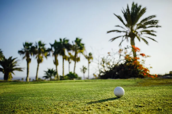 Pelota de golf sobre hierba verde, palmeras fondo — Foto de Stock