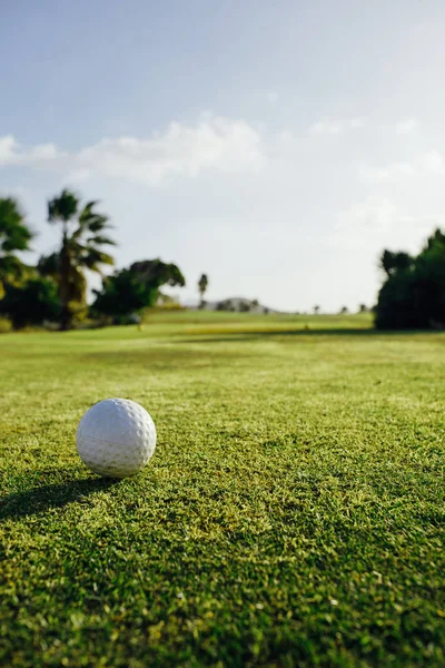 Μπάλα του γκολφ για την πράσινη χλόη, Φοίνικας δέντρα φόντο — Φωτογραφία Αρχείου