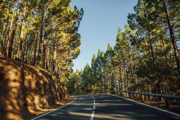 Camino en el bosque La Esperanza — Foto de Stock