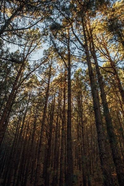 Pini nella foresta La Esperanza — Foto Stock