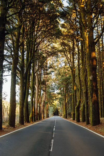 Camino en el bosque La Esperanza — Foto de Stock