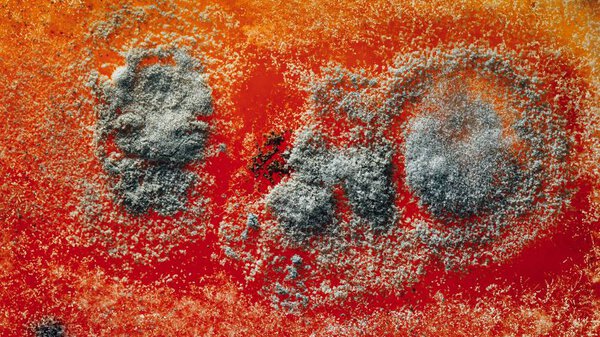 естественная структура плесени, абстрактный фон
