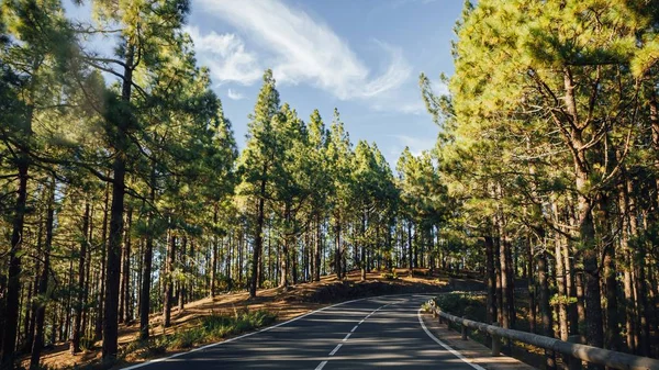 Дорога в лесу La Esperanza — стоковое фото