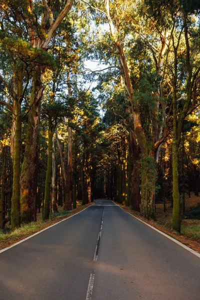 Weg in het forest la esperanza — Stockfoto