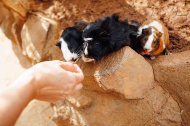 eskiden şiling şimdi domuz kişi hayvanat bahçesinde beslenme