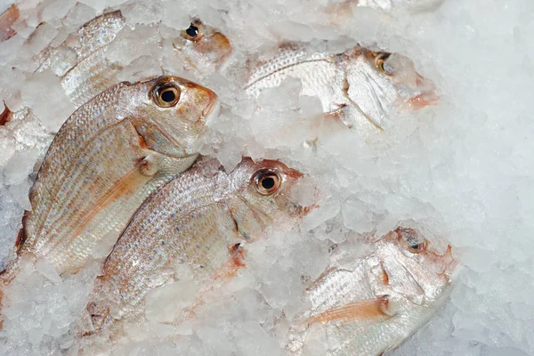 Red seabreams fish on ice tray — Stock Photo, Image