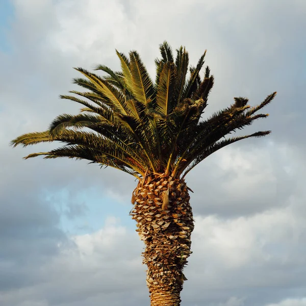 Palmboom bij zonsondergang — Stockfoto