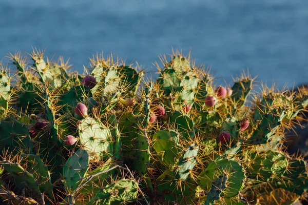 Cacto Opuntia com flores sobre fundo azul do mar — Fotografia de Stock