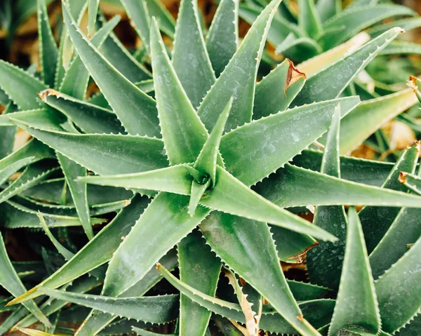 Aloe vera planta, ovanifrån — Stockfoto