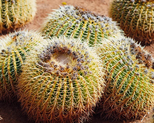 Enorme cactus, close-up weergave — Stockfoto