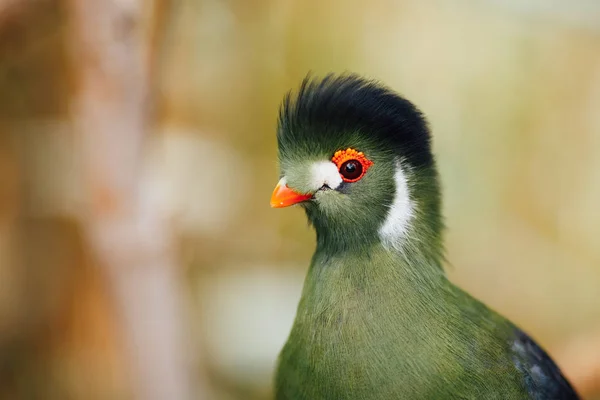 Pássaro turaco verde, vista close-up — Fotografia de Stock