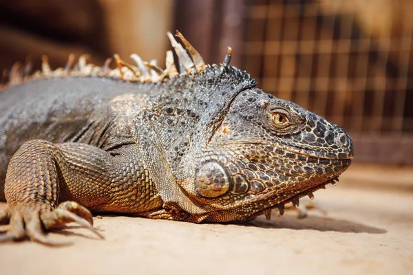 Yeşil iguana, Tenerife, İspanya — Stok fotoğraf