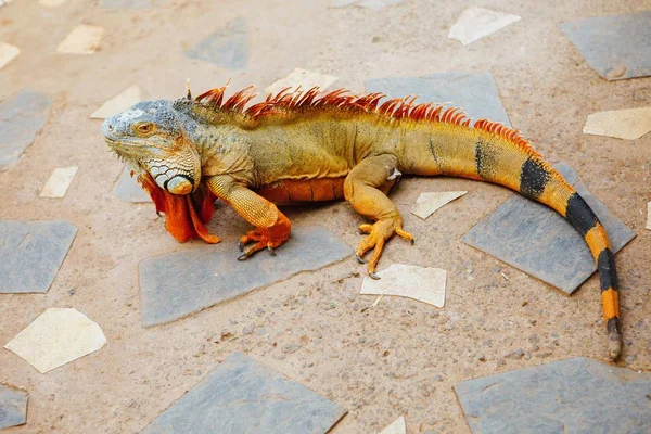 红颜色绿鬣蜥, 特内里费, 西班牙 — 图库照片