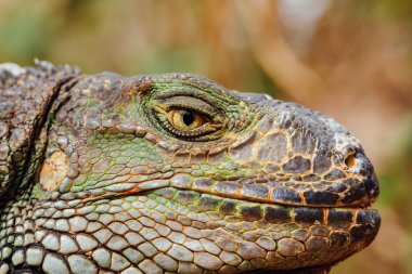 Yeşil iguana kafa, Tenerife, İspanya