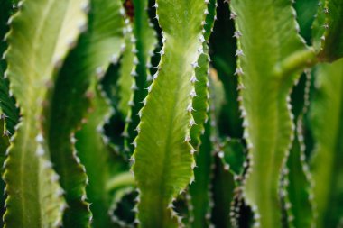 kaktüs arka plan, closeup görünümü kaynaklanıyor