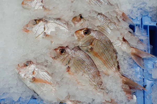 Червоні морепродукти риби на льодовому лотку — стокове фото