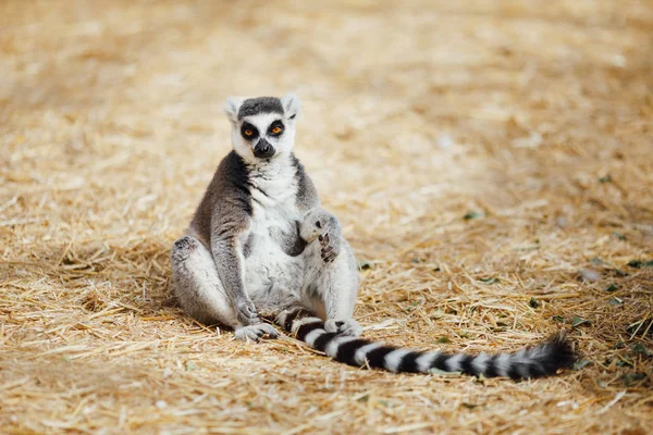 Zrelaksowany ogoniasty lemur — Zdjęcie stockowe