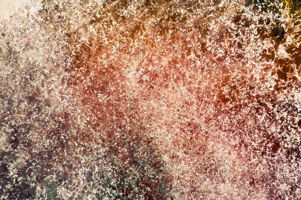 Natural mold texture, abstract background — Stock Photo, Image