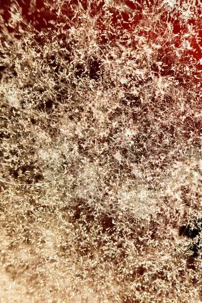 Naturligt mögel textur, abstrakt bakgrund — Stockfoto