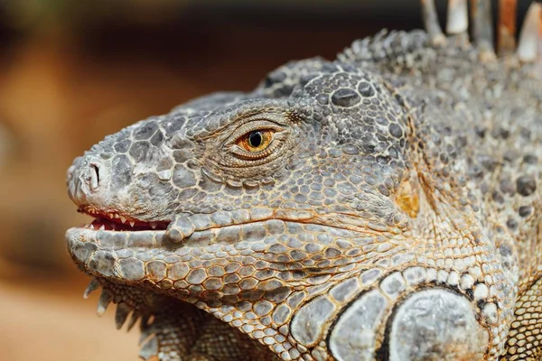 Green iguana head, Tenerife, Spain — Stock Photo, Image