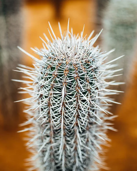 Huge cactus thorns, closeup view — Stock Photo, Image