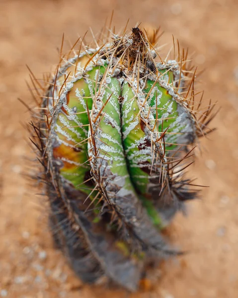 Spiral kaktus, närbild Visa — Stockfoto
