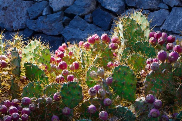Cactus Opuntia met bloemen en lichte verlichting — Stockfoto