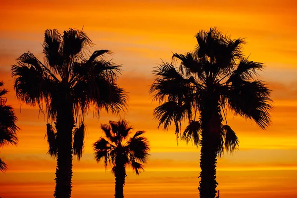 Palm trees silhouette against sunrise background — Stock Photo, Image