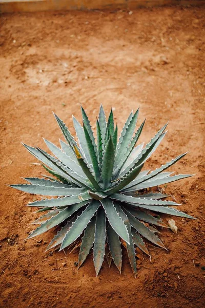 Planta de cactus de agave sobre fondo de arena seca —  Fotos de Stock