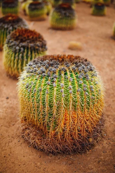 Enorma kaktus, närbild Visa — Stockfoto
