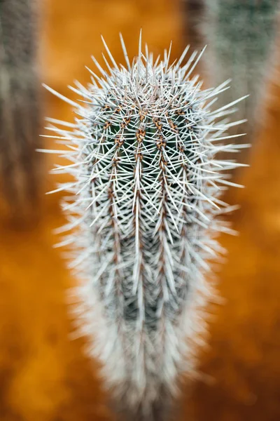 Enorma cactus törnen, närbild Visa — Stockfoto