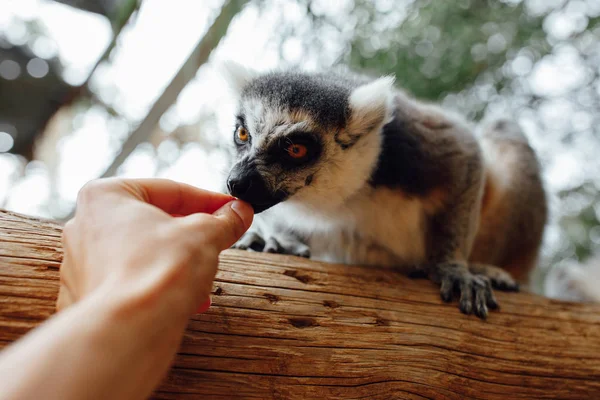 Ring-tailed lemur kişi hayvanat bahçesinde beslenme — Stok fotoğraf