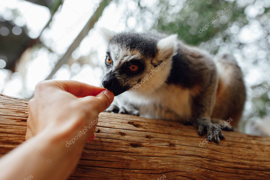 ring-tailed lemur feeding in contact zoo