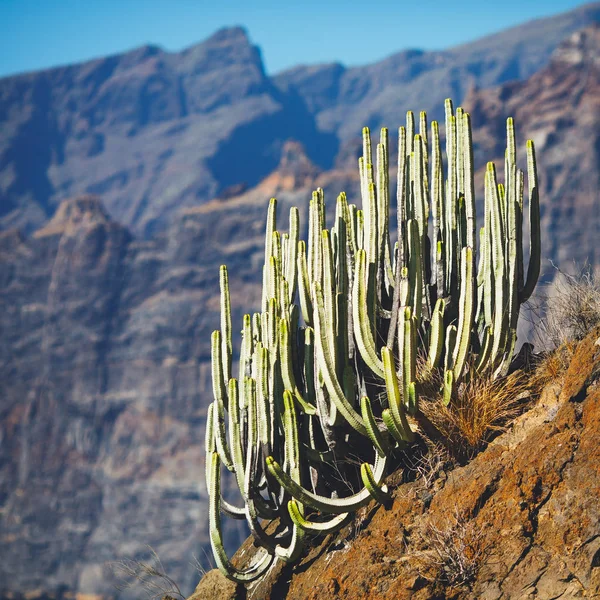 Cactus bush on the rock — Stock Photo, Image