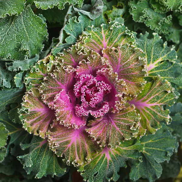 Färgglada blommande prydnadskål blomma (blomkål) med frost — Stockfoto