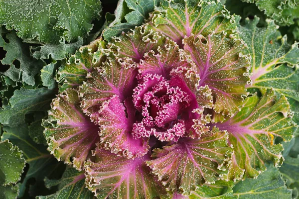 Flor de repolho ornamental florescente colorido (couve-flor) com geada — Fotografia de Stock