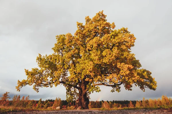 Дуб с желтой листвой в солнечный осенний день — стоковое фото