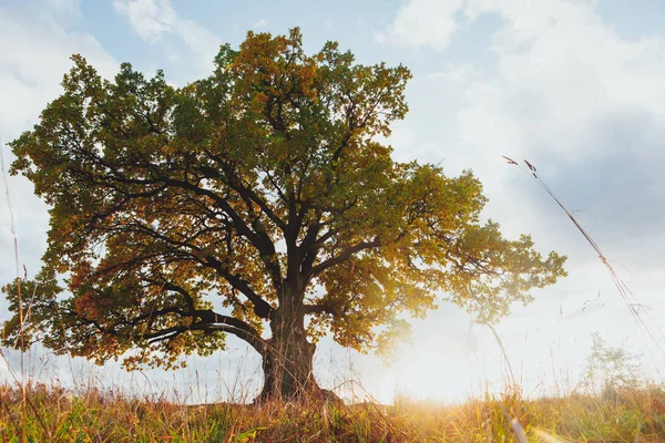 Eiche mit gelbem Laub an sonnigen Herbsttagen — Stockfoto