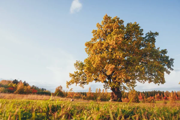 Eiche mit gelbem Laub an sonnigen Herbsttagen — Stockfoto