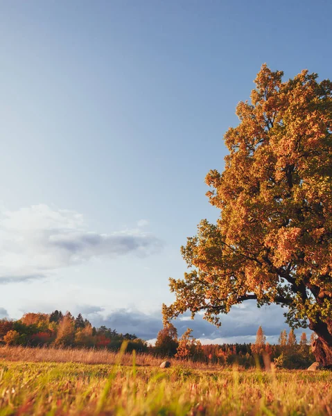 Eiche mit gelbem Laub an sonnigen Herbsttagen — Stockfoto