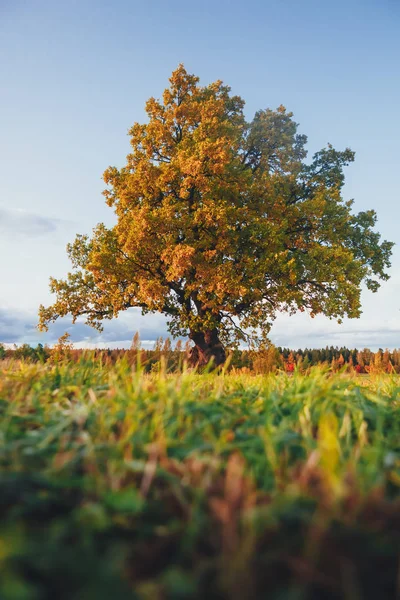 Eiche mit gelbem Laub an sonnigen Herbsttagen — Stockfoto