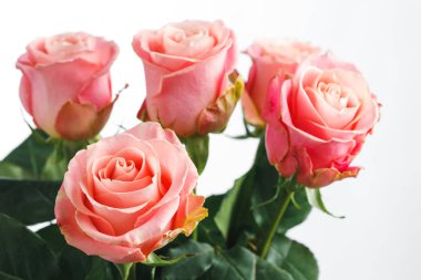 Pembe gül buketi, beyaz arka plan