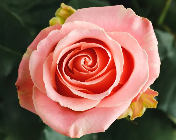 Pink rose bud, top view — ストック写真