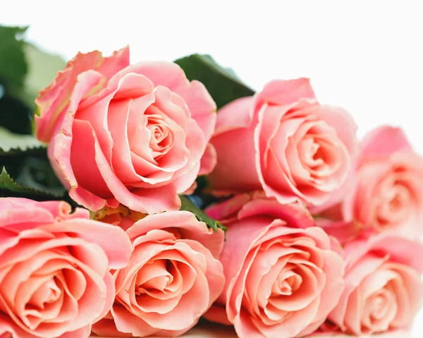 Strauß rosa Rosen, weißer Hintergrund — Stockfoto